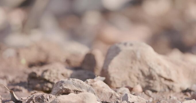 Ashy Drongo bird perched on the ground, scanning the area before taking flight in slow motion at dawn.