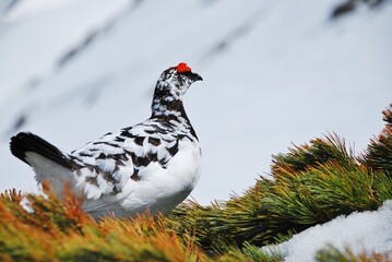 Fototapeta premium 立山縦走路から望むライチョウ（Rock ptarmigan）