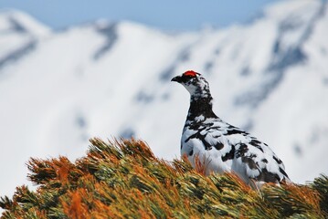 Obraz premium 立山縦走路から望むライチョウ（Rock ptarmigan）