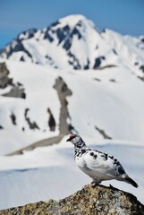 立山縦走路から望むライチョウ（Rock ptarmigan）