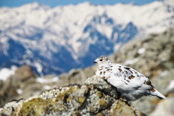 Obraz premium 立山縦走路から望むライチョウ（Rock ptarmigan）