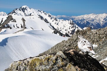 立山縦走路から望むライチョウ（Rock ptarmigan）