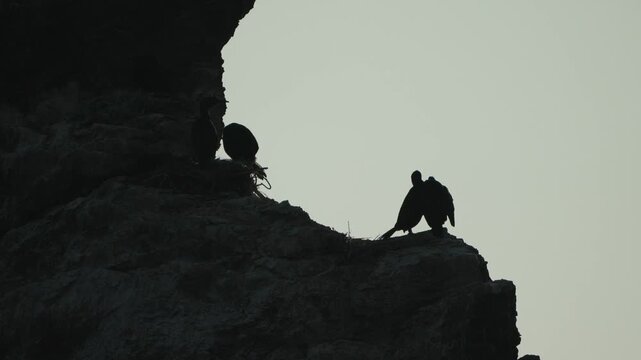 Cormorants silhouette cliff birds perched on a dark rocky sea stack against a pale sky at sunrise or sunset.
