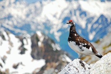 立山縦走路から望むライチョウ（Rock ptarmigan）