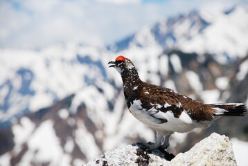 Obraz premium 立山縦走路から望むライチョウ（Rock ptarmigan）