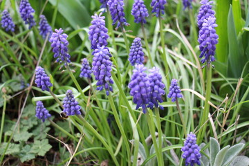Obraz premium blue flowers in the garden, Muscari d'Arménie, Jacinthe à grappes, Muscari armeniacum