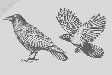 Vintage engraving isolated Crow bird set illustration ink humming sketch. Crow Bird background colibri tropical silhouette art. © SAGOR