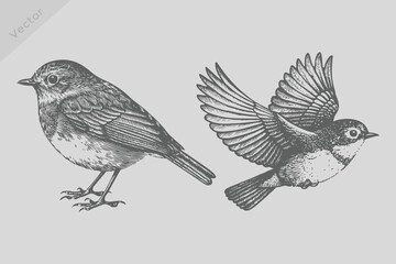 Vintage engraving isolated robin bird illustration. Retro flying robin bird vector. © SAGOR