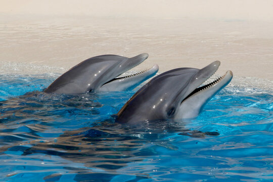 Gro&szlig;e T&uuml;mmler (Tursiops truncatus) Gruppe schaut aus dem Wasser
