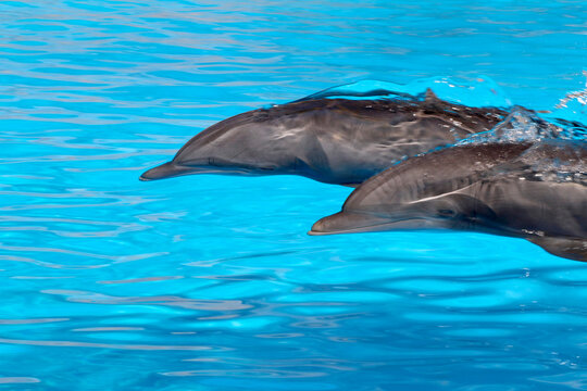 Gro&szlig;e T&uuml;mmler (Tursiops truncatus) zwei Tiere schwimmen im Meer