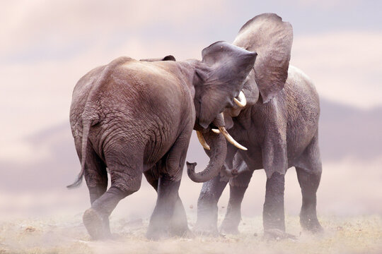 Afrikanische Elefant (Loxodonta africana)  zwei Tiere raufen, Staub, Afrika 