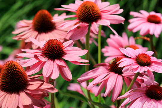 Sonnenh&uuml;te (Echinacea) mit vielen Bl&uuml;ten