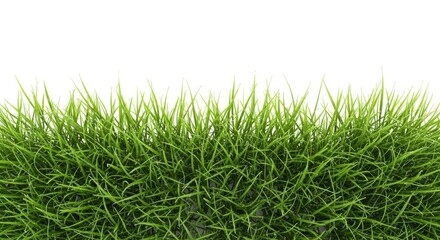 Fototapeta premium A lush green artificial turf border sits atop a white surface. The grass blades are dense and textured, creating a natural-looking edge.
