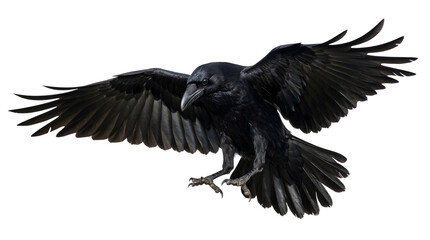 Obraz premium Action Shot of Raven Flying with Wings Spread Wide Isolated on White