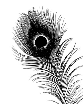 Texture of a peacock feather showing the barbs, vectorized illustration