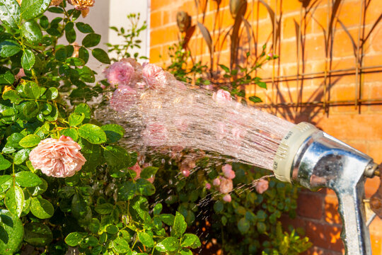 Watering a pink rose bush in mid summer in a back yard,after a long hot and sunny day,England,UK.