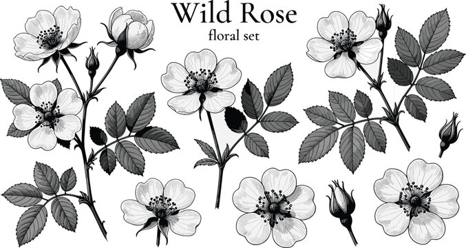 Wild rose floral illustration, botanical drawing, black and white sketch, vintage flower art, nature design, detailed petals, leaves, buds, blossoms