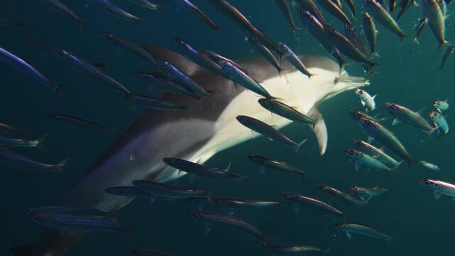 common dolphins hunt sardine run fish bait ball Underwater footage of South Africa. Amazing shot dolphins attacking pod of fish in Atlantic ocean. Marine aquatic mammals wildlife of Africa concept.