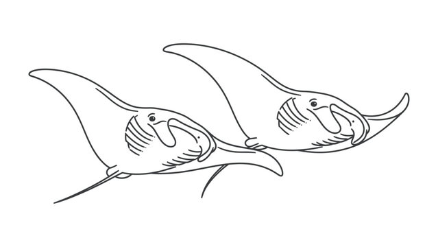 Two Manta Rays Swimming: A simple line drawing depicting two graceful manta rays gliding through the water, their elegant fins outstretched.