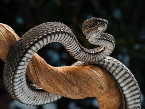 A fierce Craspedocephalus puniceus coiled on a branch. Its keeled scales and triangular head highlight the lethal beauty of this arboreal pit viper, 10 march 2026 Indonesia