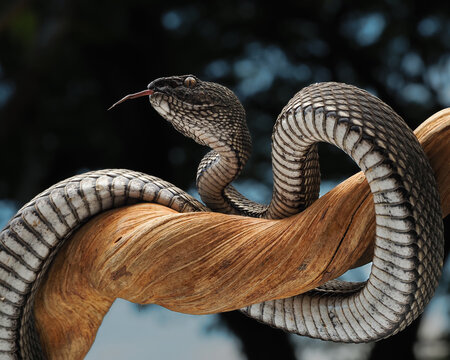 A fierce Craspedocephalus puniceus coiled on a branch. Its keeled scales and triangular head highlight the lethal beauty of this arboreal pit viper, 10 march 2026 Indonesia