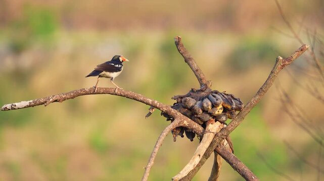 Siamese Pied Myna Pied Mynas or Asian Pied Starlings Sturnus contra eating a ripe banana.