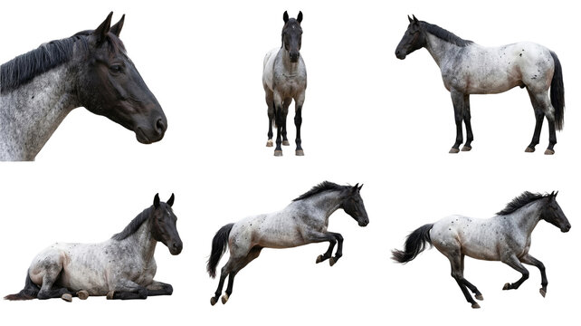 set of beautiful blue roan horses isolated on black background