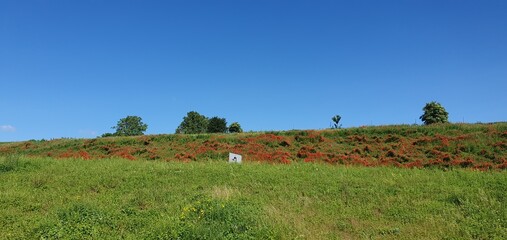 Fototapeta premium Phone photo of roadside hills covered with red poppy flowers. Bright spring landscape showing wildflowers, nature, and seasonal color outdoors.