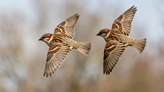 Two Eurasian tree sparrows flying together in the air with blurred background.