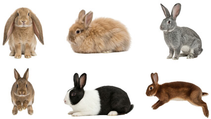 set of various cute mixed rabbits on black background