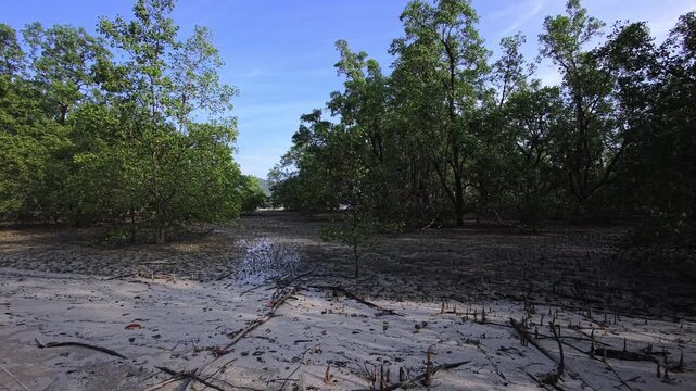 Exposed mangrove mudflat with aerial roots in Thailand under morning light
