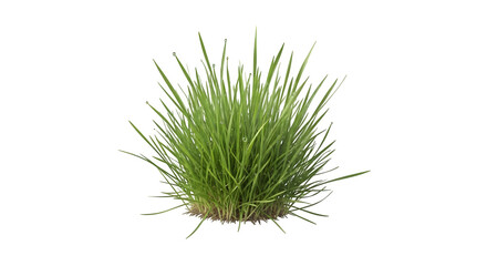 Lush green grass tuft is isolated cleanly.
