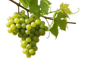 Fototapeta premium Green grapes hang from a vine branch neatly.