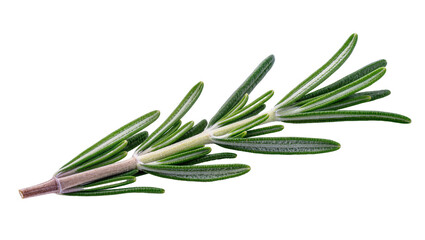 Isolated sprig of fresh green rosemary herb is ready for cooking and culinary use © Federica