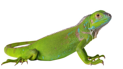 Naklejka premium Isolated green iguana, a large arboreal lizard of the Iguania family, pet reptile animal
