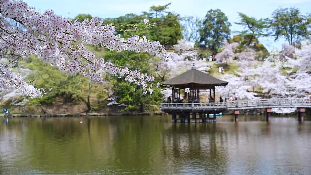Cherry blossom petals falling at Ukimido Gazebo and Sagi-ike pond, Nara Park