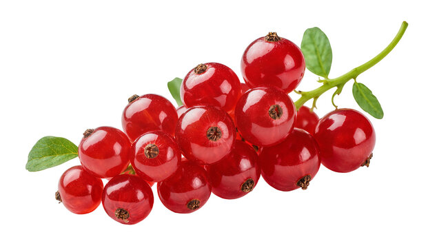 Isolated bunch of vibrant red currants, fresh and ready to eat, with a few green leaves