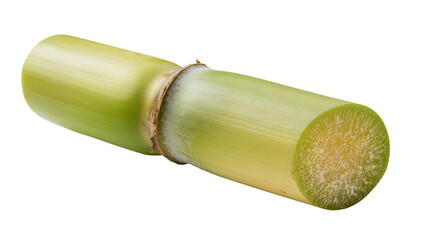Isolated cut stalk of sugarcane on bright seamless background, ingredient for food and drink © Ryan