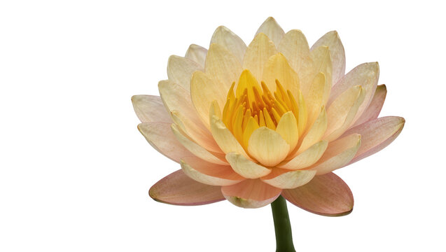 Isolated delicate light orange water lily flower, Nymphaea plant with green stem, close-up