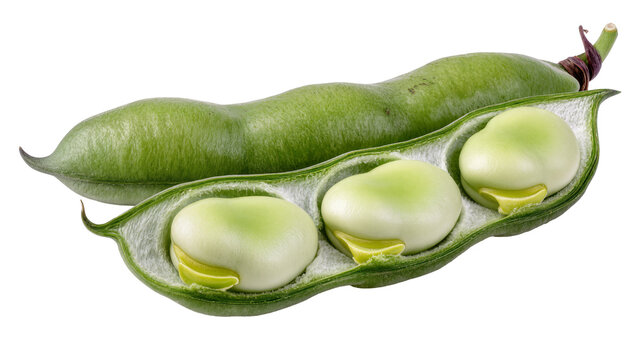 Isolated broad bean, pod and seed, healthy food, nutrition, vegan ingredient, plant source