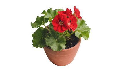 Isolated geranium potted plant with vibrant red flowers and healthy green leaves, floral decor