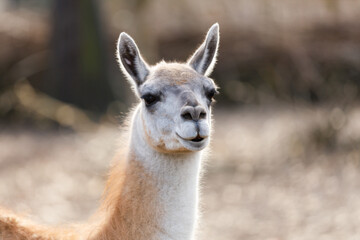 Fototapeta premium Guanaco Standing in Natural Habitat with Soft Brown Fur and Elegant Long Neck