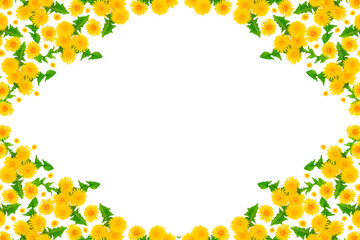 Fototapeta premium spring background of yellow dandelions with leaves. Flowers isolated on a white background. Natural pattern.