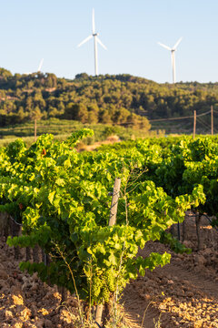 Renewable energy wind turbines above vineyard hills in Terra Alta Catalonia Spain combining countryside vines with modern clean power concept