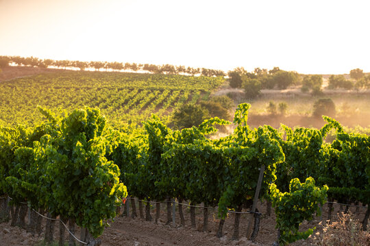 Golden sunset over vineyard rows in Terra Alta Catalonia Spain with rolling hills and warm landscape light creating tranquil rural atmosphere