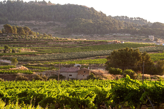 Terraces across farmland hills in Terra Alta Catalonia Spain revealing countryside agriculture patterns and traditional rural landscape scenery