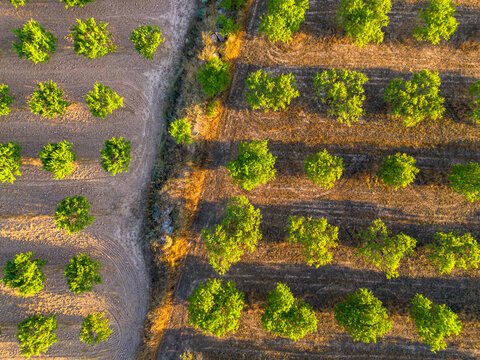 Drone aerial view of agriculture pattern with vineyard rows and track in Terra Alta Catalonia Spain showing rural path cutting through fields