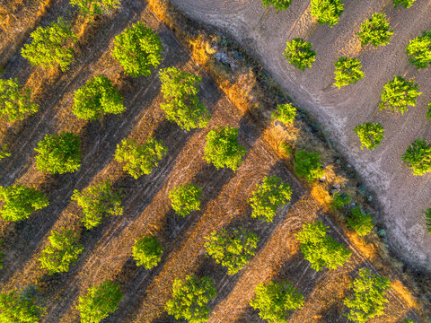 Drone aerial of agriculture pattern with vineyard rows and road in Terra Alta Catalonia Spain showing rural access route through vineyards