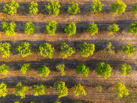 Drone aerial view of agriculture soil with vineyard rows pattern in Terra Alta Catalonia Spain creating strong geometry and rural field texture