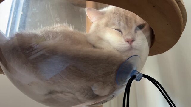 Funny sleepy lilac british shorthair cat peacefully resting squished inside clear plastic window bowl hammock feeling relaxed